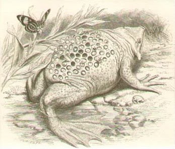 sapo do suriname - Surinam Toad Engraving Art Print 1871